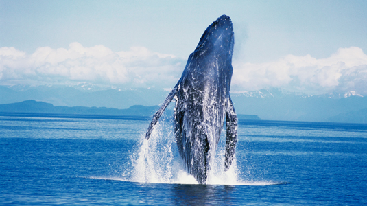 Humpback whale breaching in Frederick Sound, Alaska