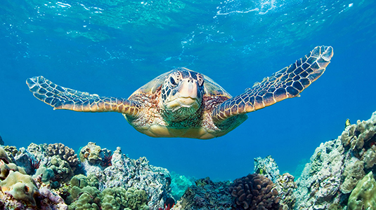 Green turtle swimming