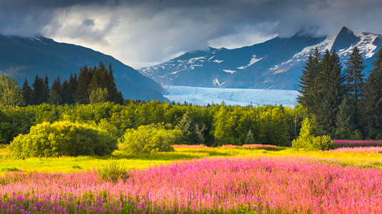 Fireweed and Mendenhall glacier