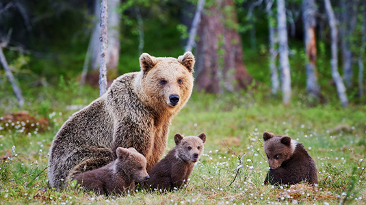 Bears in the forest