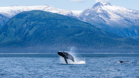 A humpack whale breaches in Alaska with snowy peaks behind